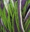083610_WITCHES POTION_951
